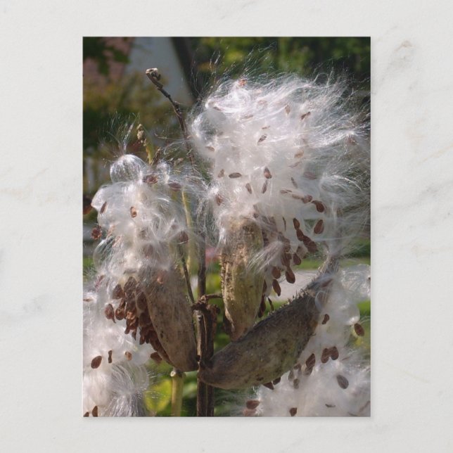 Cartão Postal Pod (Frente)