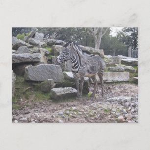 Cartão Postal Poda Zebra