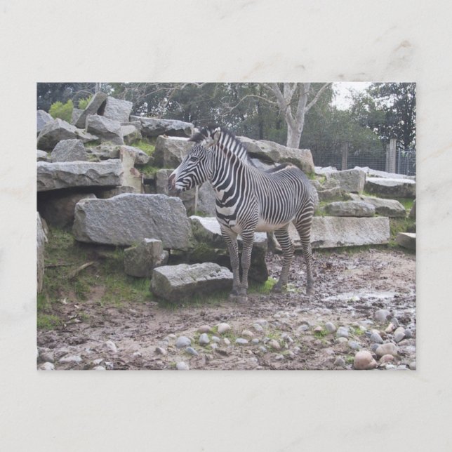 Cartão Postal Poda Zebra (Frente)
