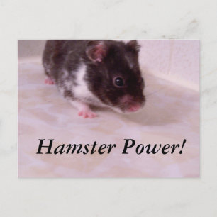 Cartão Postal Poder de Hamster Noah, Poder de Hamster!