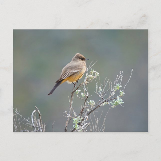Cartão Postal Poeira-de-Say (Frente)