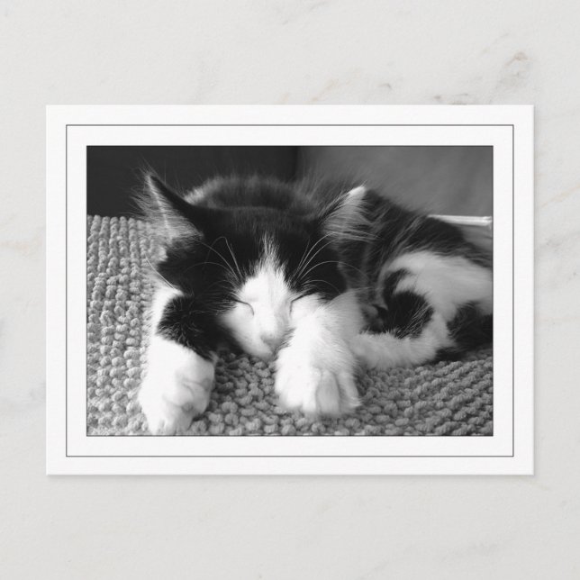 Cartão Postal Poes de angora turca (Frente)