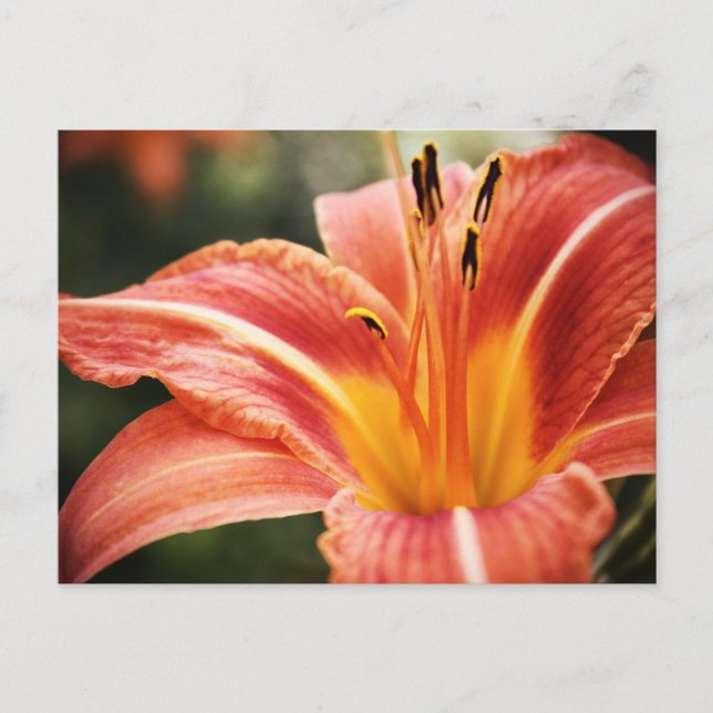 Cartão Postal Poesia primavera (Frente)