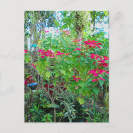 Cartão postal Poinsettia