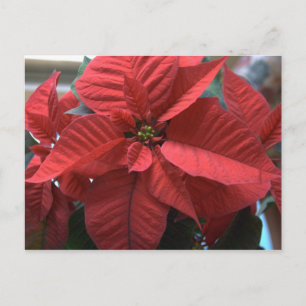 Cartão Postal Poinsettia