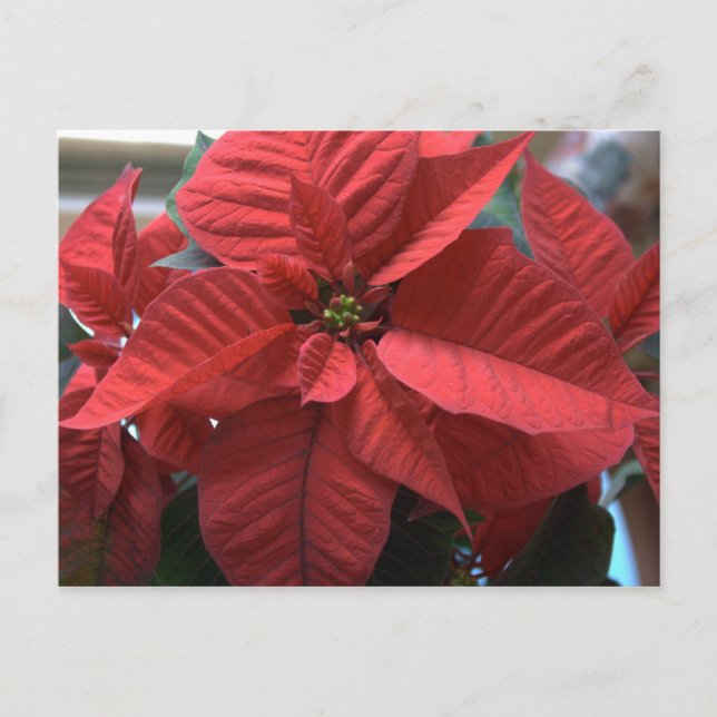 Cartão Postal Poinsettia (Frente)