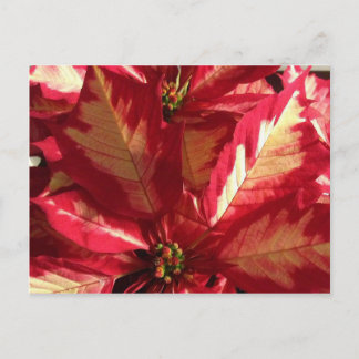 Cartão Postal Poinsettia Rosa