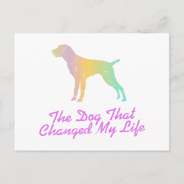 Cartão Postal Pointer Alemão de Pelo Cabeludo (Frente)