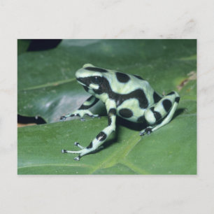 Cartão Postal Poison Dart Sapo (Dendrobates auratus) Cahuita