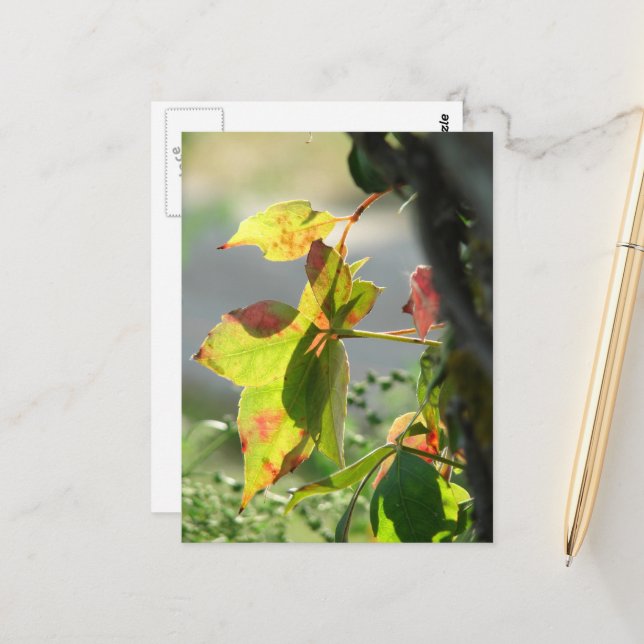 Cartão Postal Poison Ivy (Frente/Verso In Situ)