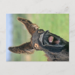 Cartão Postal Poitou-Riesen-Esel, Poitou-Esel,