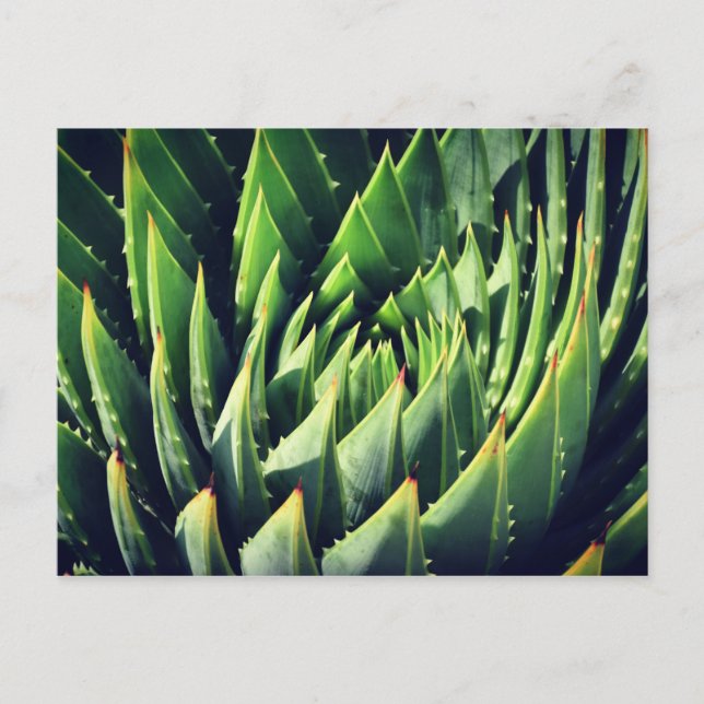 Cartão Postal Pokey Succulent (Frente)