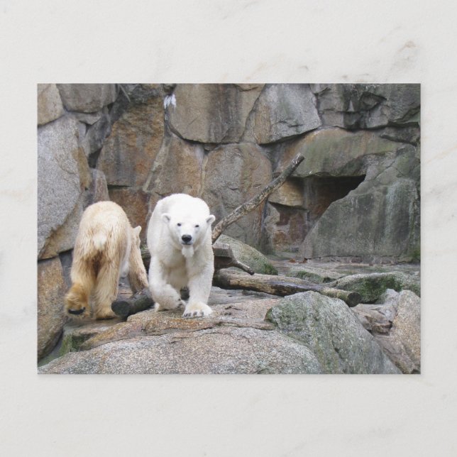 Cartão postal POLAR BEAR (Frente)