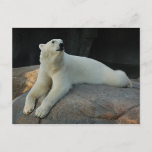 Cartão postal Polar Bear