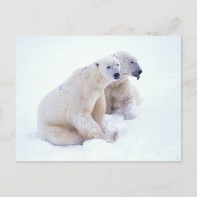 Cartão Postal Polar Bear Duo (Frente)