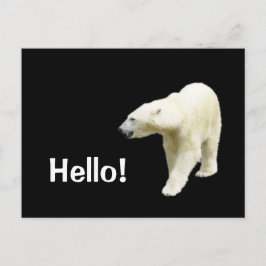 Cartão Postal Polar Bear em Black Hello
