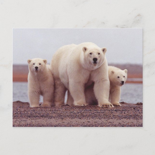Cartão Postal Polar Bear Family Mother and Cubs Photo (Frente)