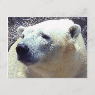 Cartão Postal Polar Bear Foto Closeup Nikita Kansas City Zoo