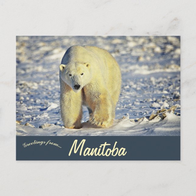 Cartão Postal Polar Bear in Churchill Manitoba Canada (Frente)