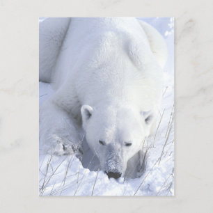 Cartão Postal Polar Bear Nap