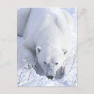 Cartão Postal Polar Bear Nap