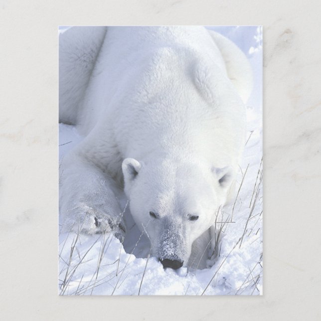 Cartão Postal Polar Bear Nap (Frente)