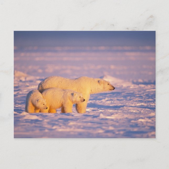 Cartão Postal Polar bear sow with spring cubs on the frozen (Frente)