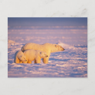Cartão Postal Polar bear sow with spring cubs on the frozen