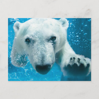 Cartão Postal Polar Bear Swimming