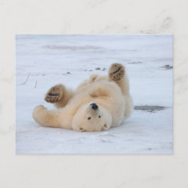 Cartão Postal polar bear, Ursus maritimus, cub rolling 3