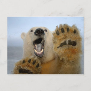 Cartão Postal polar bear, Ursus maritimus, curiously looks