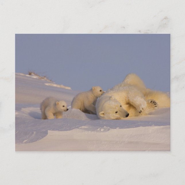 Cartão Postal polar bear, Ursus maritimus, sow playing with (Frente)