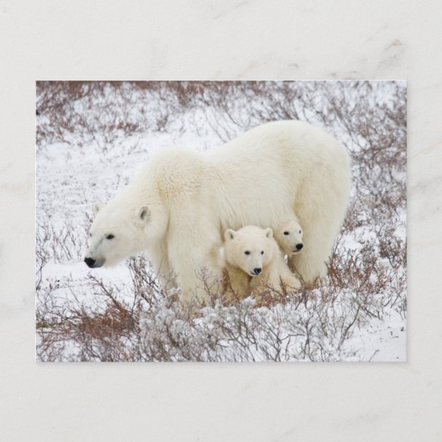 Cartão Postal Polar Bears fêmea e dois filhotes (Frente)