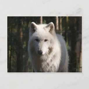 Cartão Postal Polar Wolf