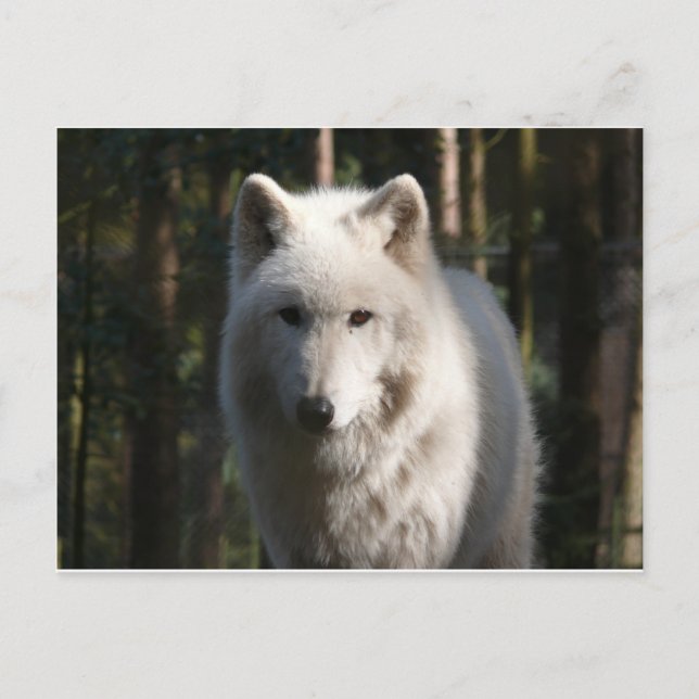 Cartão Postal Polar Wolf (Frente)