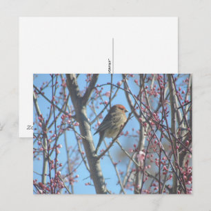 Cartão postal - Poleiro de primavera