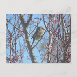 Cartão postal - Poleiro de primavera