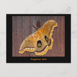 Cartão Postal Polifema Moth
