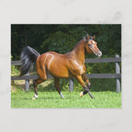 Cartão Postal Polish Arabian Horse Trotting