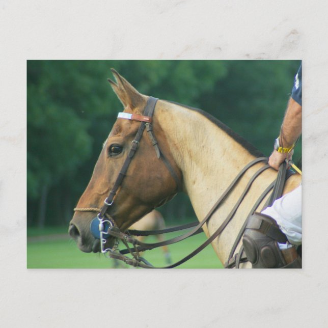 Cartão Postal Polo Pony com cartão-postal Rider (Frente)