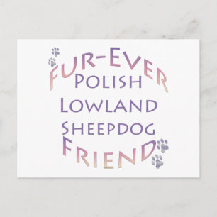 Cartão Postal Polonês Lowland Sheepdog Para Um Amigo Nunca