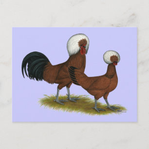 Cartão Postal Polonês: White Crested Reds