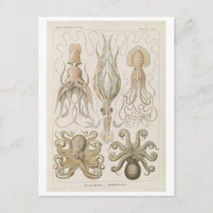 Cartão Postal Polvo Vintage por Haeckel