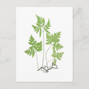 Cartão Postal Polypodium dryopteris