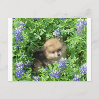 Cartão Postal Pom Pup Em Botas Azuis