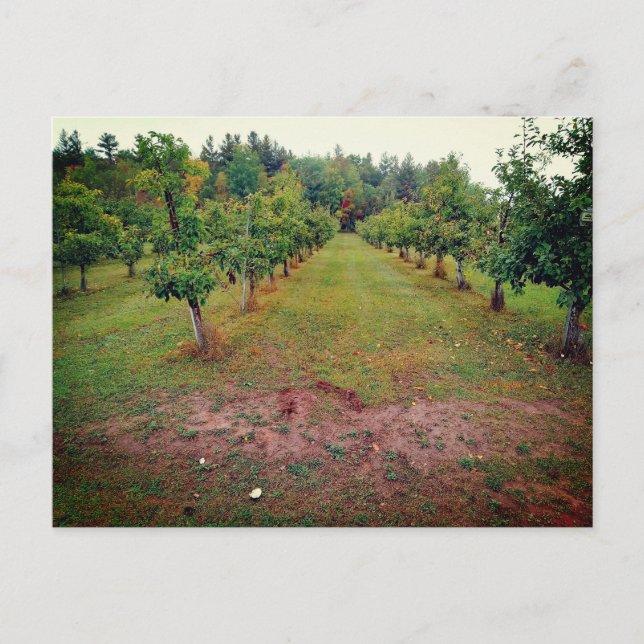 Cartão Postal Pomada de maçã para Apartamentos de sidra Hinckley (Frente)