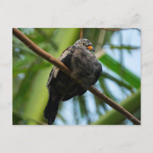 Cartão Postal Pomba-de-coleira