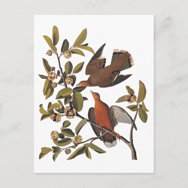 Cartão Postal Pomba-de-zena-de-Audubon com Flores (Frente)