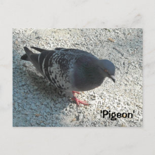 Cartão Postal Pomba Graciosa