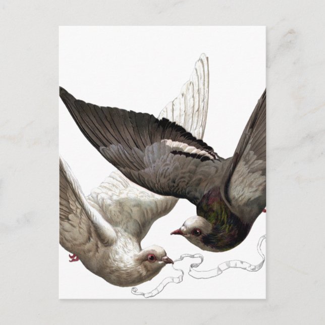 Cartão Postal pombas de safra (Frente)